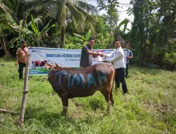 PT Timah Distribusikan Hewan Kurban ke Pulau dan Desa Terpencil, Berbagi Kebahagiaan dengan Masyarakat di Kabupaten Kepulauan Meranti