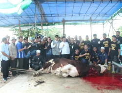 Pj Walikota Pangkalpinang Salurkan Sapi Kurban Presiden RI ke Masyarakat Kota Pangkalpinang