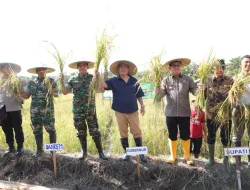 Dusun Air Asam Panen Raya, Gubernur Optimis Babel Wujudkan Swasembada Pangan
