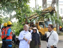Antisipasi Pohon Tumbang Pemkot Mulai Lakukan Pemangkasan Pohon Tinggi